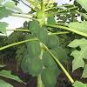 Natural Papaya Plant
